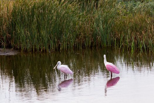 Roseate spoonhill in natural habitat on South Padre Island, TX.
