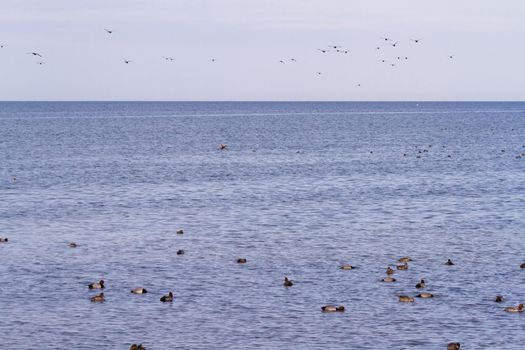 Redhead ducks in natural habitat on South Padre Island, TX.