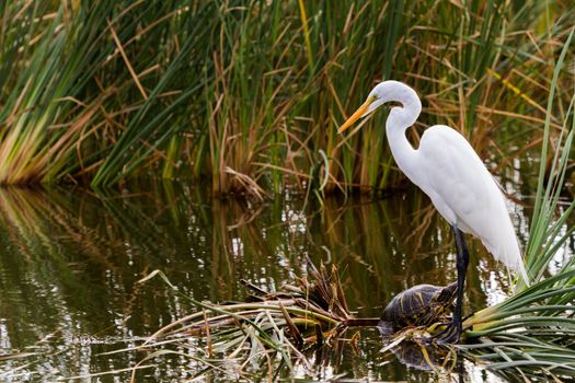 Snowy egret in natural habitat on South Padre Island, TX.