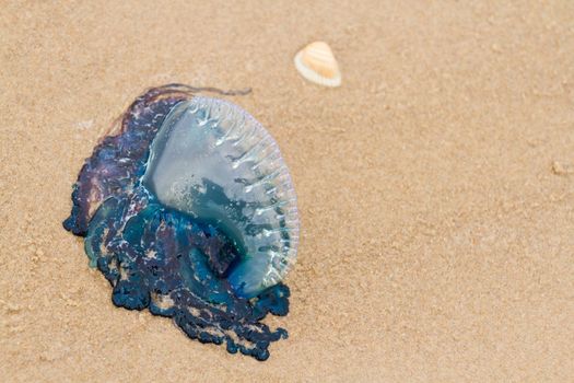 Portuguese Man O War Jellyfish on the beach of South padre, TX.