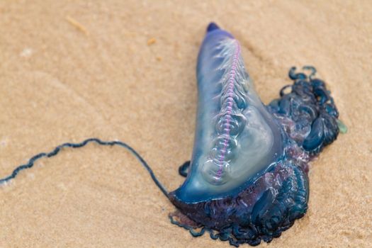 Portuguese Man O War Jellyfish on the beach of South padre, TX.