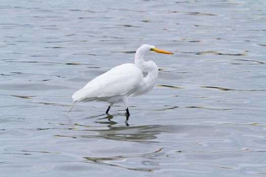 Snowy egret in native habitat on South Padre Island, TX.