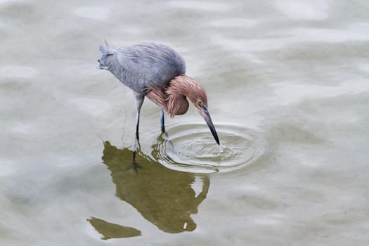 Raddish heron in native habitat on South Padre Island, TX.