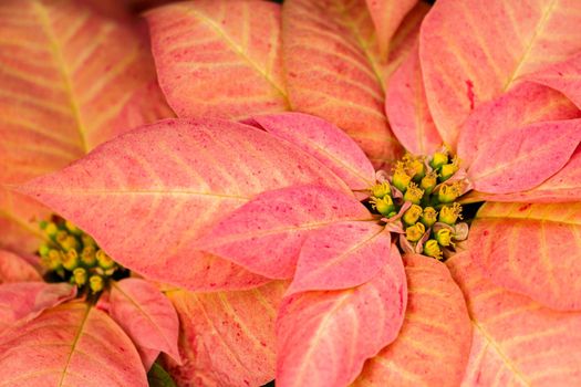Bright poinsettias for the Christmas/holiday season.