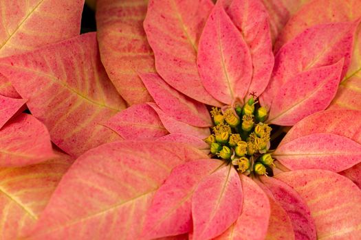 Bright poinsettias for the Christmas/holiday season.