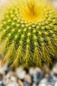 Close up of a small cactus. Most cacti live in habitats subject to at least some drought.