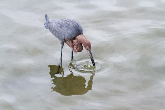 Raddish heron in native habitat on South Padre Island, TX.
