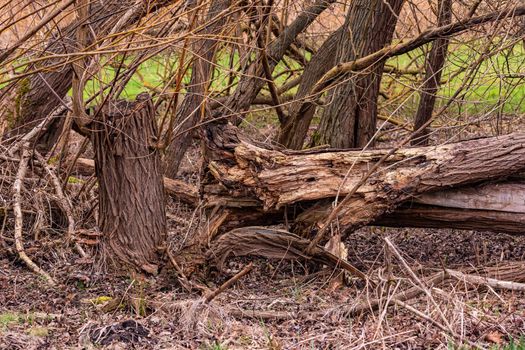 Storm damage is reflected in a piece of tree between the fields