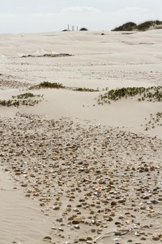 Coastal dunes of South Padre Island, TX.