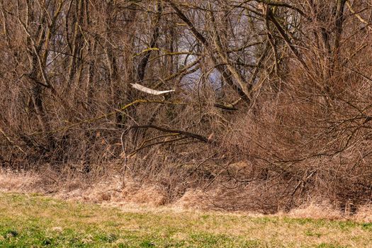 Storm damage and wind damage to trees is commonplace in a protected forest area