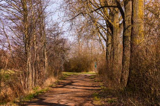 A forest path through a nature reserve between trees and bushes in rural Germany