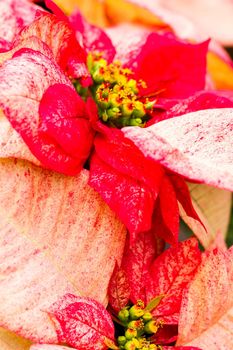Bright poinsettias for the Christmas/holiday season.