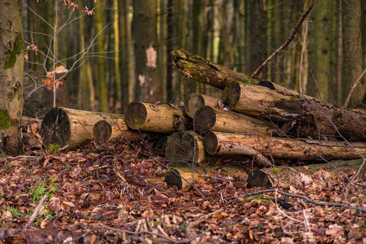 Some tree trunks lie in the forest on the forest floor
