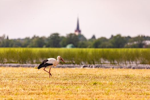 Close up of a rattle stork searching for food in a field in Germany