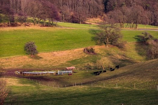 A grassy landscape on a hillside and a fenced pasture pasture with cattle