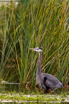 Great blue heron in natural habitat on South Padre Island, TX.