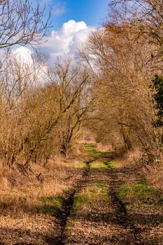 A overgrown and lonely dirt road lined with bushes on a sunny day
