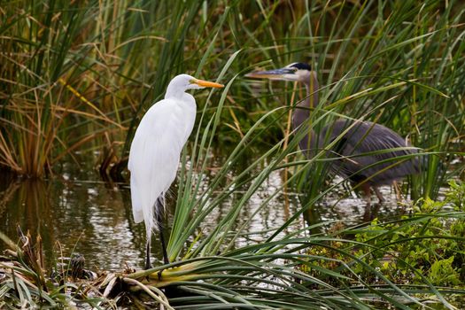 Snowy egret in natural habitat on South Padre Island, TX.