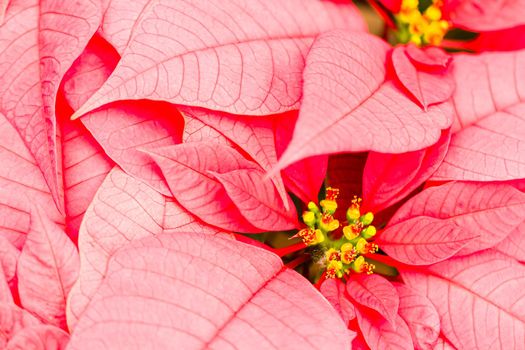 Bright poinsettias for the Christmas/holiday season.