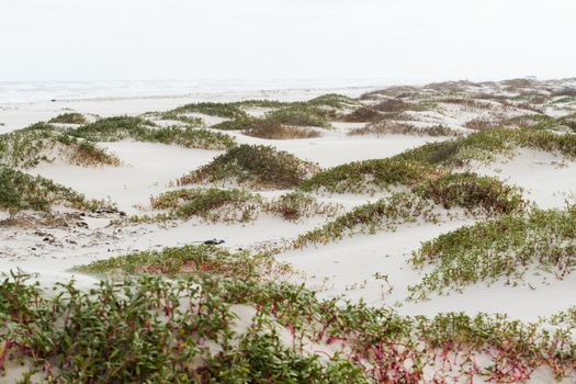 Coastal dunes of South Padre Island, TX.