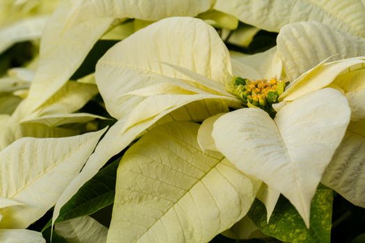 Bright poinsettias for the Christmas/holiday season.