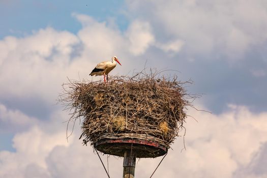 A large white stork in an eyrie or stork's nest in Europe