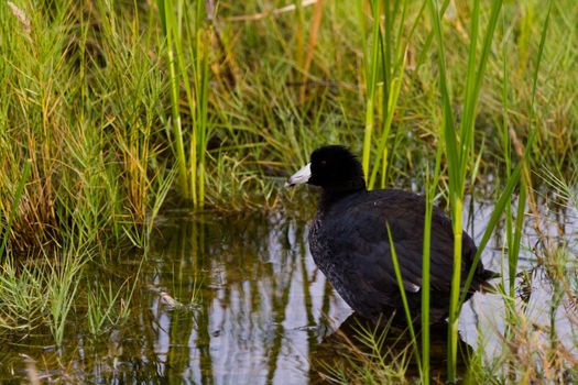 Common moorhen in natural habitat on South Padre Island, TX.