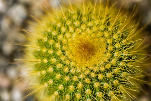 Close up of a small cactus. Most cacti live in habitats subject to at least some drought.