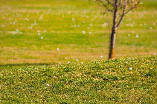 A golf ball isolated in the foreground with hundreds of other balls on a golf course's driving range