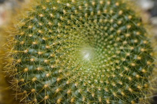 Close up of a small cactus. Most cacti live in habitats subject to at least some drought.