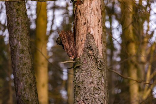 Forest dieback due to drought and insect infestation is progressing rapidly