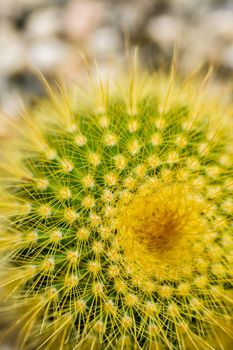 Close up of a small cactus. Most cacti live in habitats subject to at least some drought.