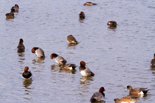 Redhead ducks in natural habitat on South Padre Island, TX.