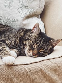 Beautiful female tabby cat at home, adorable domestic pet portrait, close-up