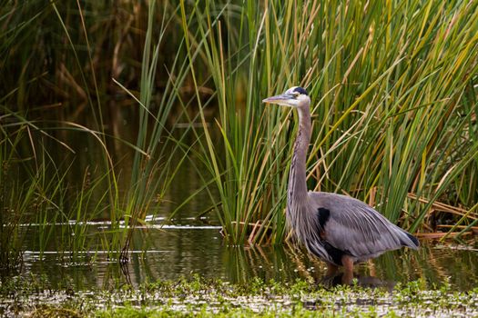 Great blue heron in natural habitat on South Padre Island, TX.