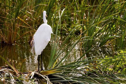 Snowy egret in natural habitat on South Padre Island, TX.