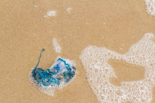 Portuguese Man O War Jellyfish on the beach of South Padre Island, TX.