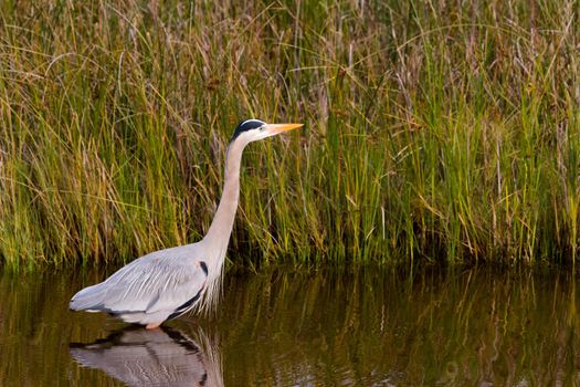 Great blue heron in natural habitat on South Padre Island, TX.