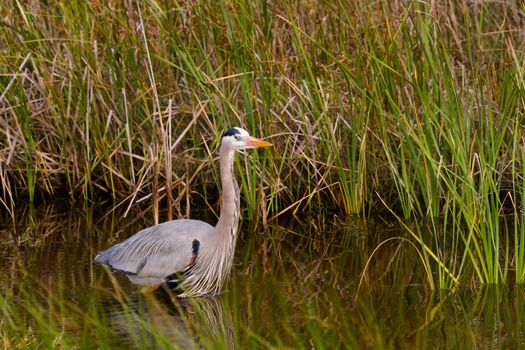 Great blue heron in natural habitat on South Padre Island, TX.