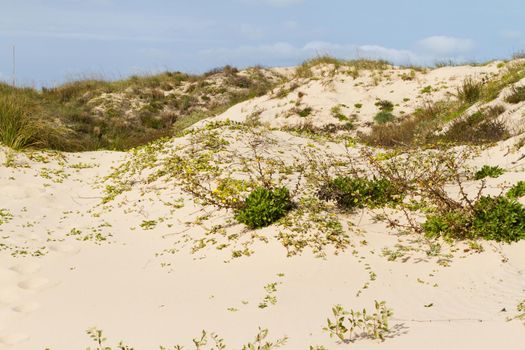 Coastal dunes of South Padre Island, TX.