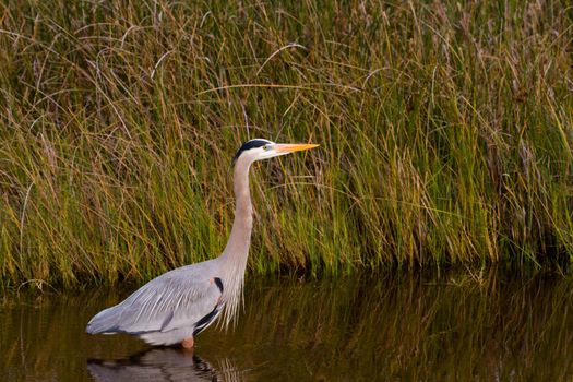 Great blue heron in natural habitat on South Padre Island, TX.