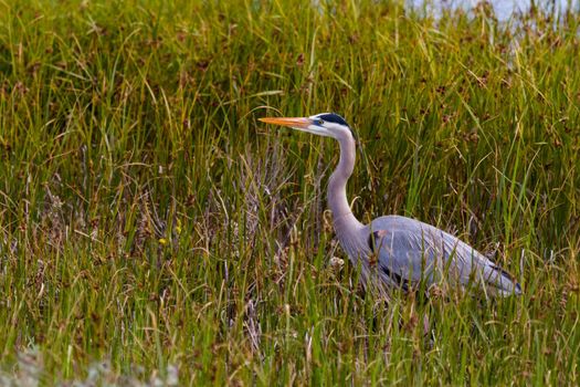 Great blue heron in native habitat on South Padre Island, TX.