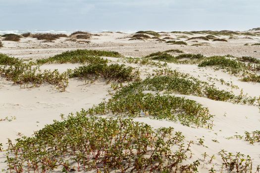 Coastal dunes of South Padre Island, TX.