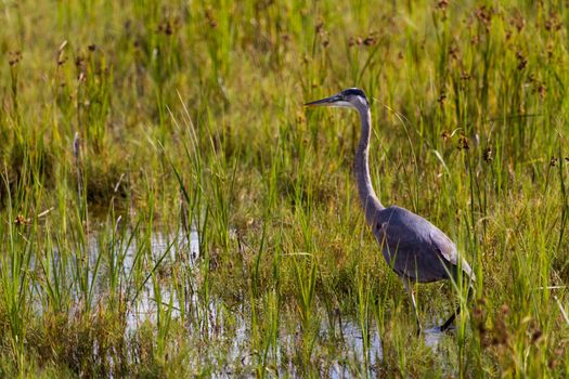 Great blue heron in natural habitat on South Padre Island, TX.