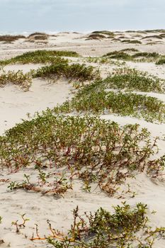 Coastal dunes of South Padre Island, TX.