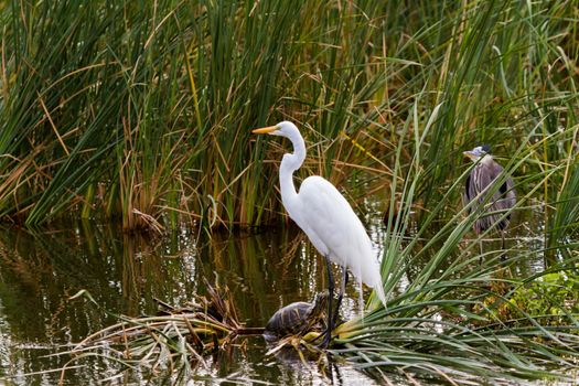 Snowy egret in natural habitat on South Padre Island, TX.