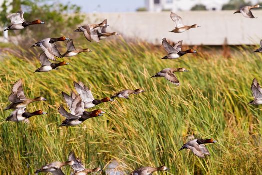 Redhead ducks in natural habitat on South Padre Island, TX.