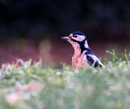 Female great spotted woodpecker, dendrocopos major, bird on the grass by day