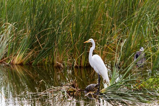 Snowy egret in natural habitat on South Padre Island, TX.