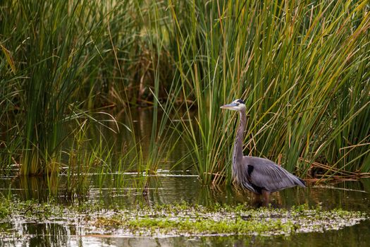 Great blue heron in natural habitat on South Padre Island, TX.